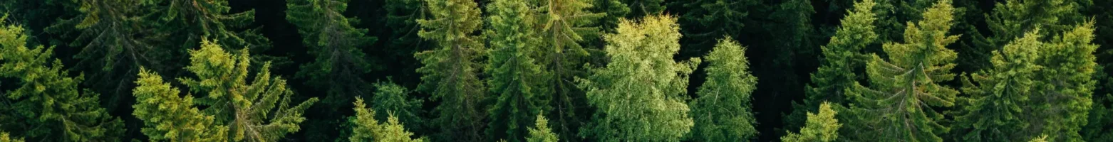 Rendiconto progetto Trentino Tree Agreement: come sono stati impiegati i soldi raccolti?