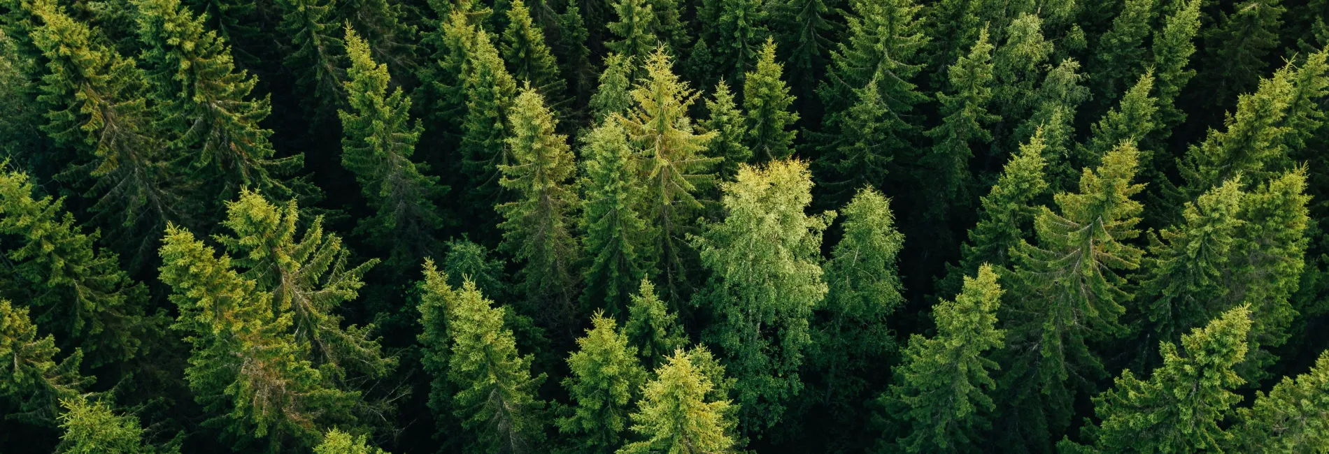 Rendiconto progetto Trentino Tree Agreement: come sono stati impiegati i soldi raccolti?